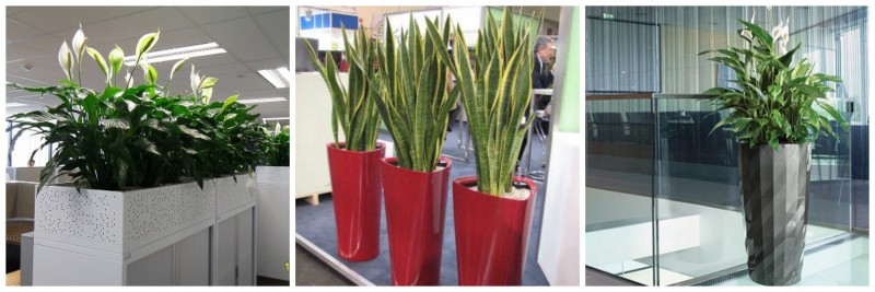 plants for office
