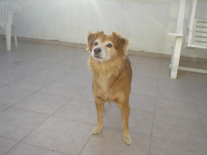 poppy