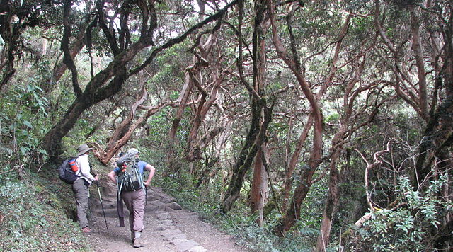 Inca Trail cloud forest