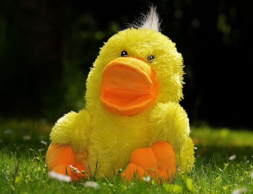 duck-783684_1920
